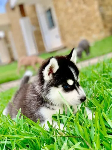 Husky siberiano raça encantadora