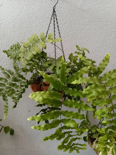 Vendo plantas ( urgente  )