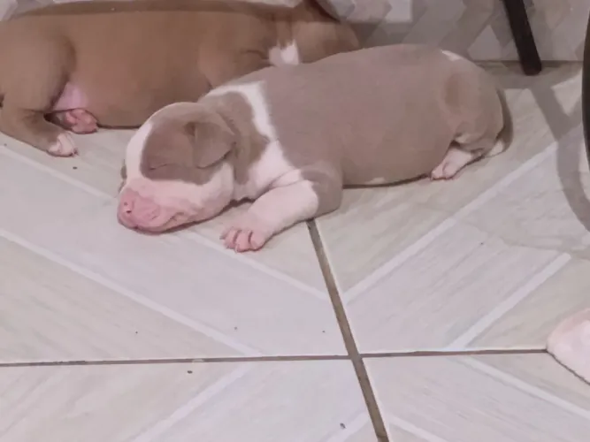 América bully