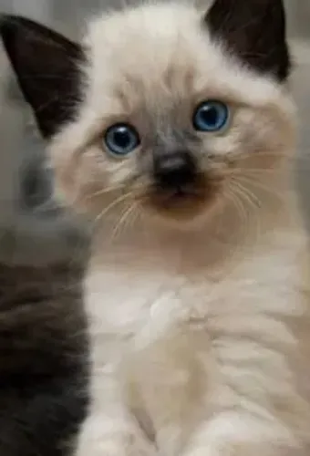 Siamês peludo