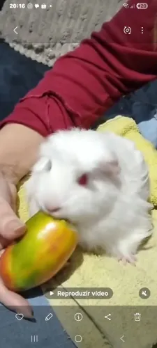 Porquinha da Índia 