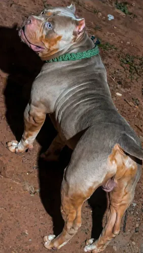 Filhote de American Bully com Pit Monster 