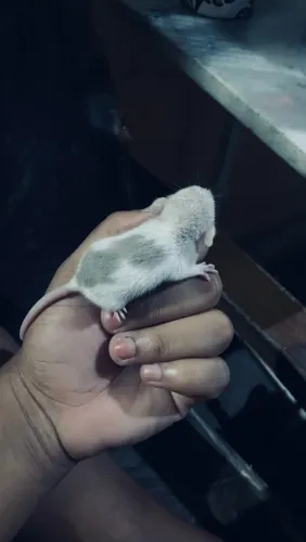 VENDO RATOS TWISTER