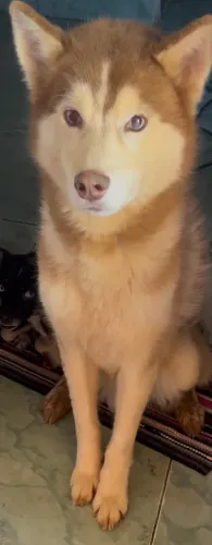 Doação de Rusk Siberiano