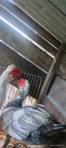 Pato