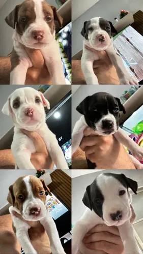 Filhote de pit bul apbt 