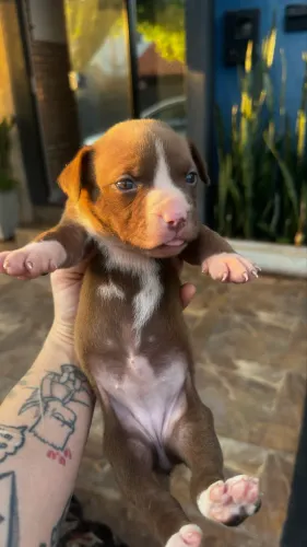 Filhotes de Alto Padrão: American Staffordshire com American Bully ?