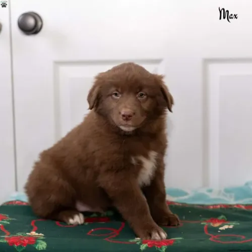 Cachorro filhote Border Collie muito dócil e inteligente com contrato