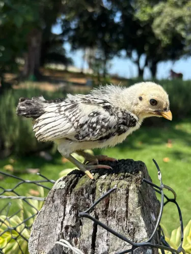 Pintinhos de Garnizé Sebright
