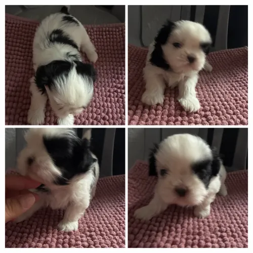 Shitzu Mini Macho