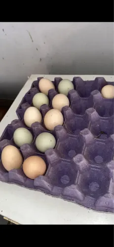 Ovos galados