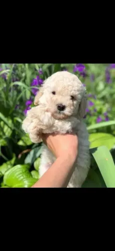 Filhotes de Poodle toy com o número 1