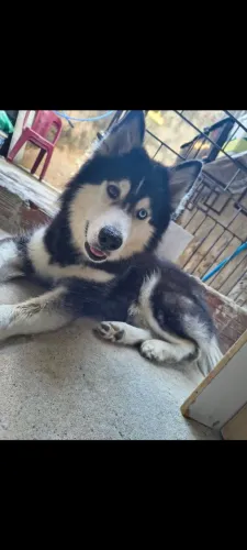 Husky siberiano com 5 anos