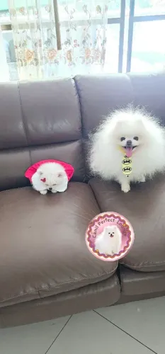 Garanta logo seu presente lulu da Pomerânia fêmea anã