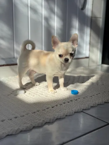 Chihuahua a inteligência em forma de Amor !