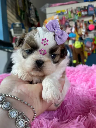Shih Tzu fêmea com laço roxo fofinha