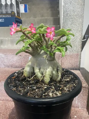 Arabicum gigante ( aceito cartão )