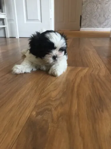 ?Disponível hoje! Shih Tzu fêmea perfeita pra você se apaixonar!? ?