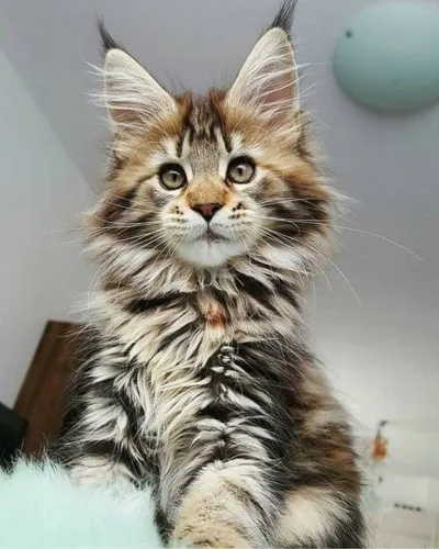 Maine Coon com excelentes Linhagem 