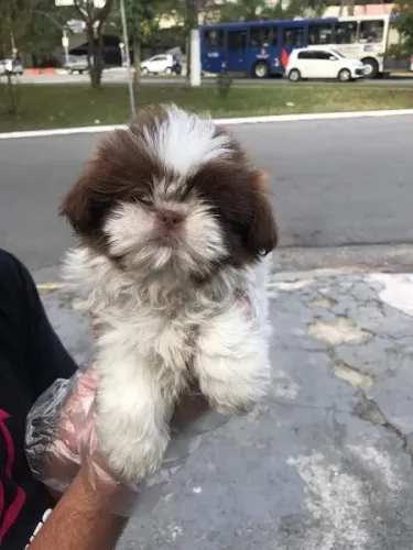 Shih tzu os mais saudaveis e legetimos pacotinhos de amor