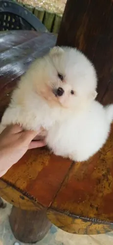 Spitz Alemão Linhagens campeã, e pais importados