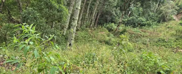 Imóvel para venda tem 3014 metros quadrados em Centro - Delfim Moreira - MG