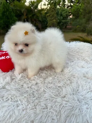 Filhote de Spitz Alemão focinho curto