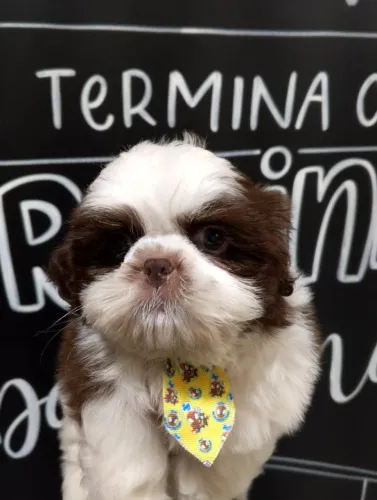 Amavel e Carinhoso é o Shihtzu, voce vai amar os Machos disponiveis
