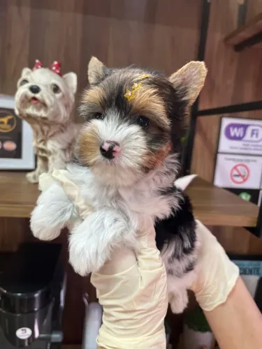 Biewer Yorkshire Terrier,