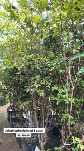 Jabuticabeira Sabará 8 anos