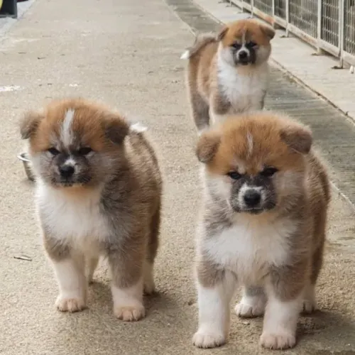 Akita Inu,Akita Inu Filhote Estrutura Perfeita Disponível
