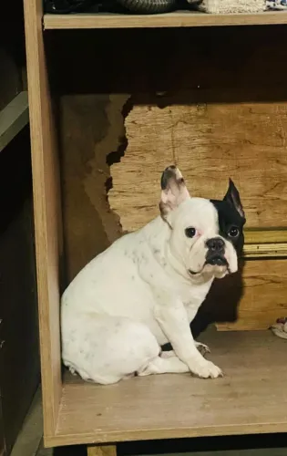 Cachorro bulldog francês