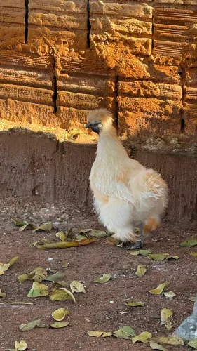 Galinha Sedosa do Japão