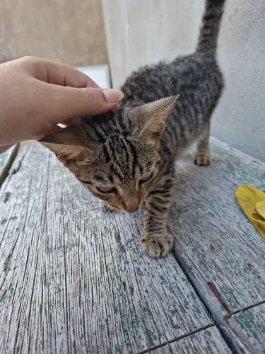 Gatinhos doação 
