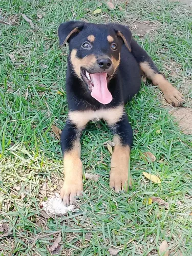 Doação de cachorro pastor alemão