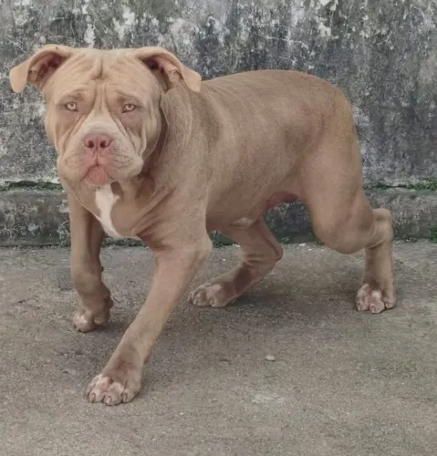 Filhote de pitmonster macho 100% puro