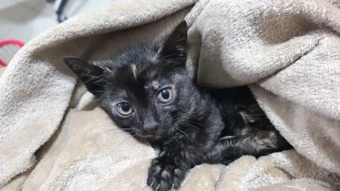 Gata fêmea