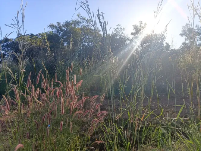 Lote , chácara em Palmas 