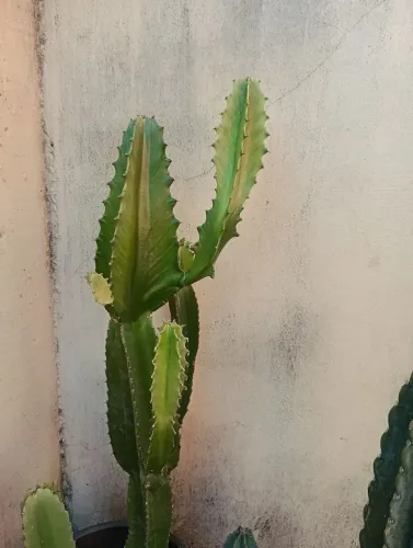 Cacto mandacaru 