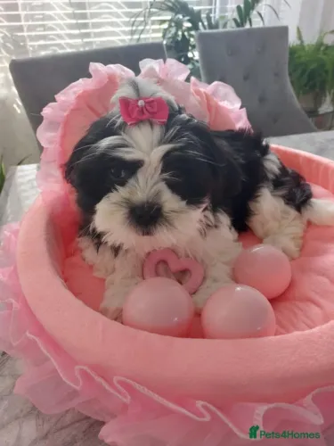 Cãozinho shih tzu/shitzu saudável de linhagem selecionada dócil e brincalhao