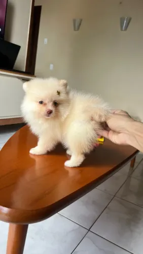 Spitz alemão Filhotes disponíveis