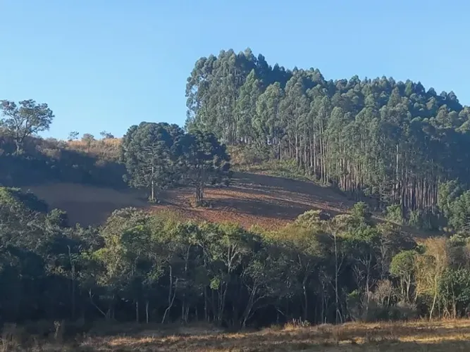 Sítio de 4 alqueires em Conceição das Pedras com cachoeira.