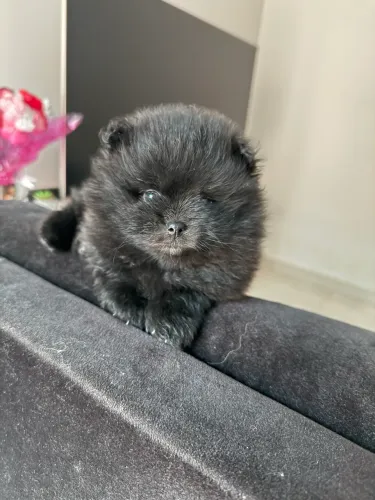 Lulu da Pomerânia