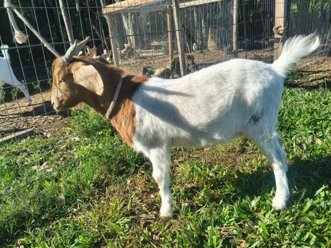 Vendo bodinho boer 7/8 mes