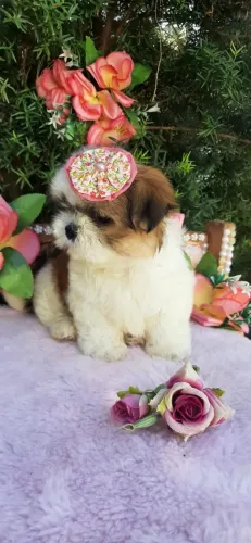 Linda Baby Shih-tzu ja sendo educada entrego higienizadinha e vacinada e entrega grátis.
