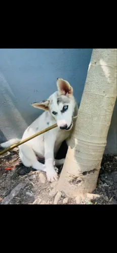 Vendo filhotes de husky siberiano