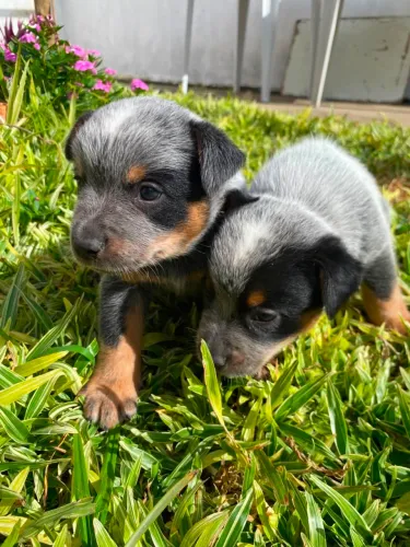 Filhotes de blueheeler