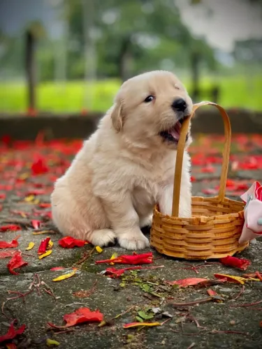 Golden fêmeas Triunfokennel.es