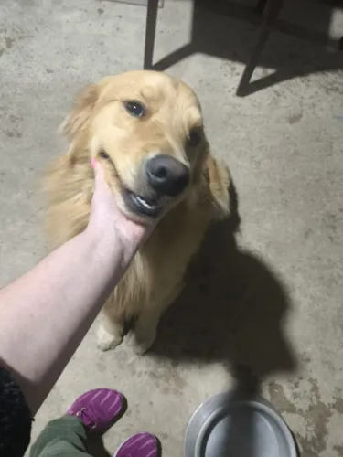Cachorro da raça Golden Retriever macho 1 ano e 5 meses