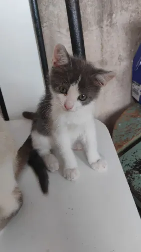 Gatas filhotes para doação
